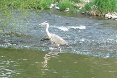 Heron